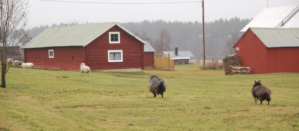 Narken, Torne valley, Sweden Narken, Torne valley, Sweden - Sputnik International