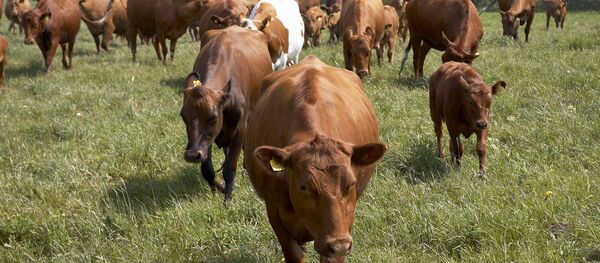 Cows Cows - Sputnik International