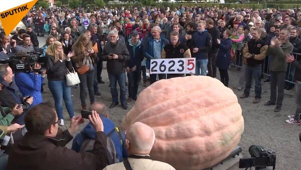 Belgian Gardener Sets New Guinness World Record by Growing the Biggest Pumpkin Ever - Sputnik International