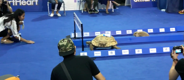 rabbit vs turtle rabbit vs turtle - Sputnik International