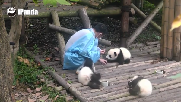Baby panda has a monopoly on acting spoiled - Sputnik International