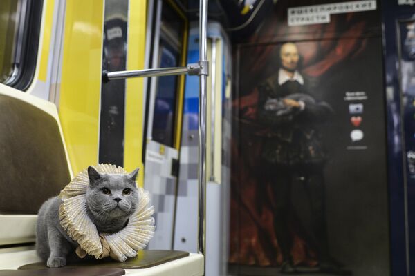 British Cat Becomes a Passenger on Shakespeare's Train in Moscow Metro British Cat Becomes a Passenger on Shakespeare's Train in Moscow Metro - Sputnik International