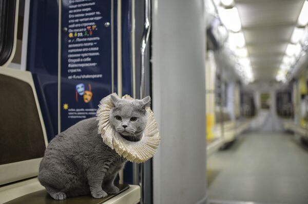 British Cat Becomes a Passenger on Shakespeare's Train in Moscow Metro British Cat Becomes a Passenger on Shakespeare's Train in Moscow Metro - Sputnik International