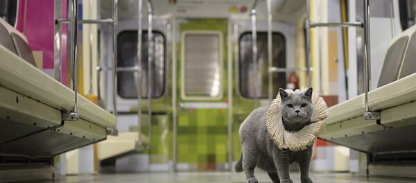 British Cat Becomes a Passenger on Shakespeare's Train in Moscow Metro British Cat Becomes a Passenger on Shakespeare's Train in Moscow Metro - Sputnik International