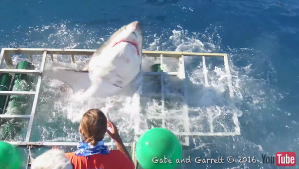 Great White Shark Cage Breach Accident - Sputnik International