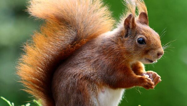 Red squirrel - Sputnik International