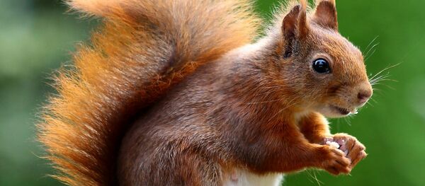 Red squirrel - Sputnik International