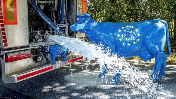 Two sculptures of cow bearing the color of the European flag with an inscription reading The fair milk are pictured next to a milk truck from the Mille Vaches farm pouring its 23000 liters of milks after members of Confederation Paysanne's French farmers union and FUGEA's Belgian farmers union intercepted on a Belgian road near the French town of Bailleul on September 9, 2016 during an operation to protest against milk purchase conditions by dairies - Sputnik International