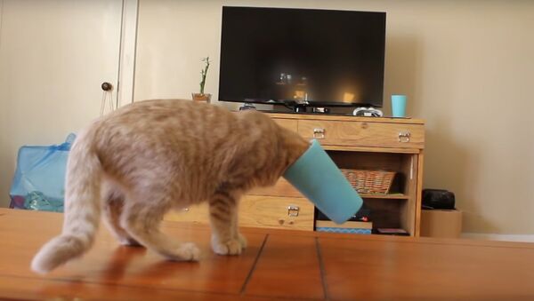 Kitten learning about cups - Sputnik International