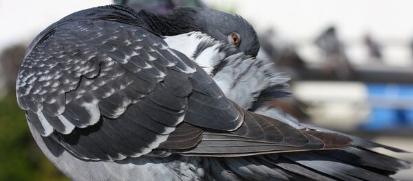 Pigeon Spy Pigeon Spy - Sputnik International