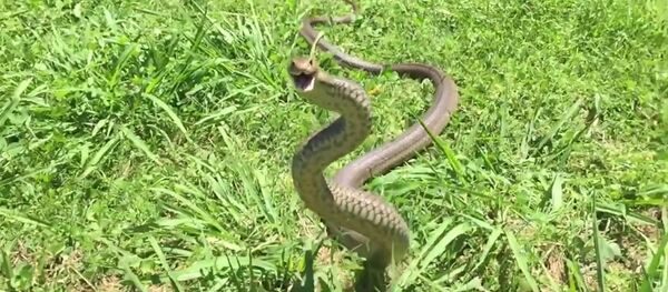 Brown Snake Plays Defense - Sputnik International