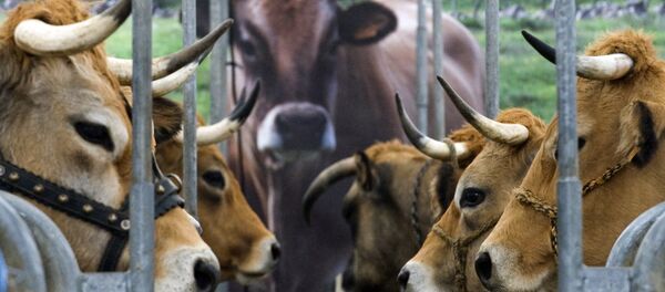 Cows are pictured during the Sommet de l'Elevage livestock show, on October 6, 2016 at the Grande Halle d'Auvergne in Cournon-d'Auvergne - Sputnik International
