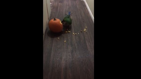 Parrot carves his pumpkin for Halloween - Sputnik International