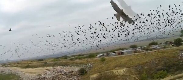 Drone Racing In Russia Drone Racing In Russia - Sputnik International