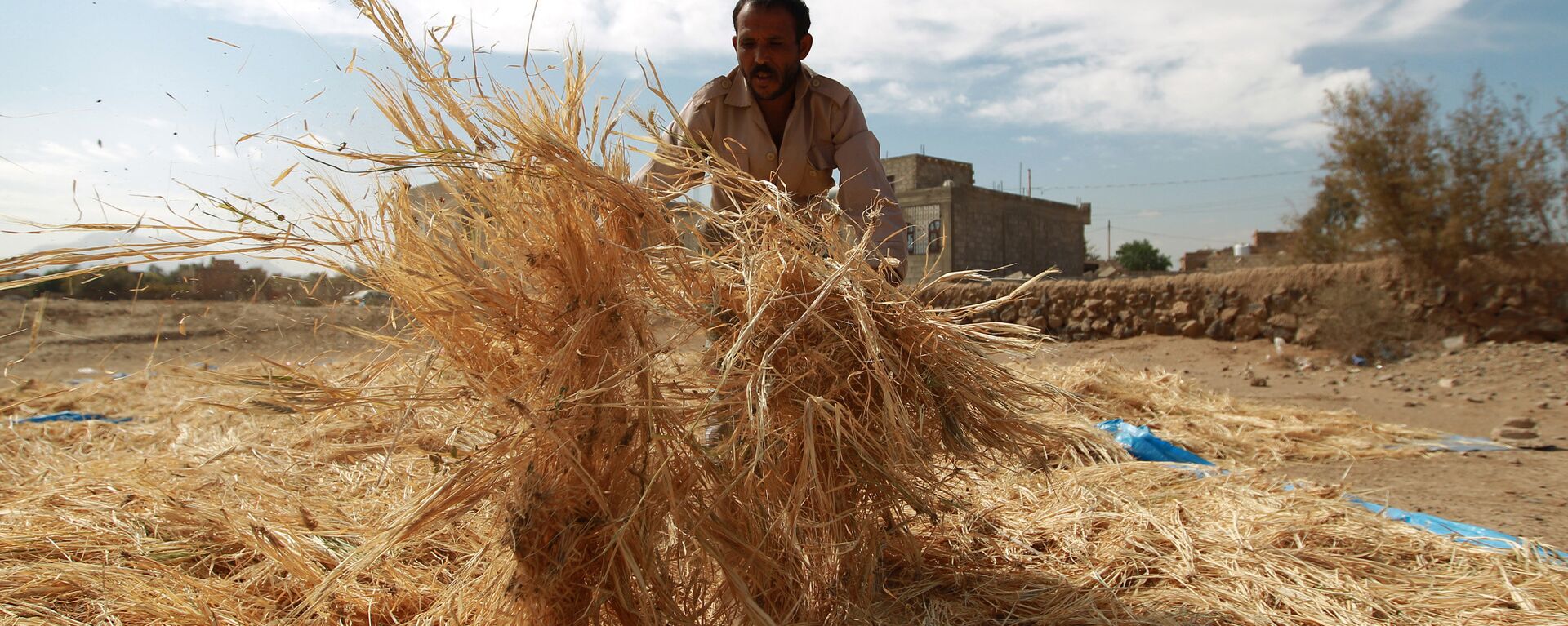 A Yemeni farmer gathers threshed wheat stalks during the harvest season at a village on the outskirts in the capital Sanaa on November 18, 2014 - Sputnik International, 1920, 30.04.2022