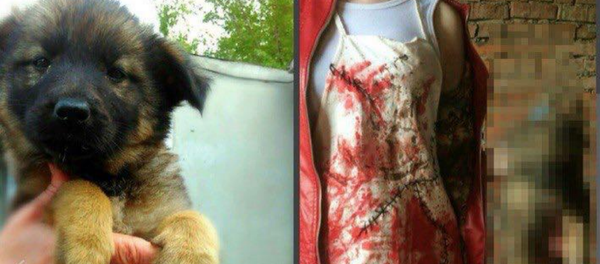 Animal cruelty in Khabarovsk - Sputnik International