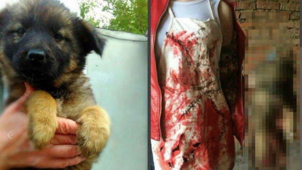 Animal cruelty in Khabarovsk - Sputnik International