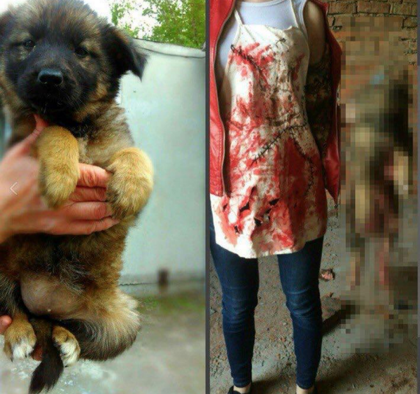 animal cruelty in Khabarovsk - Sputnik International