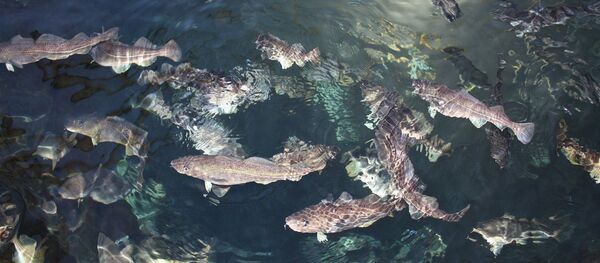 Norwegian salmon Norwegian salmon - Sputnik International