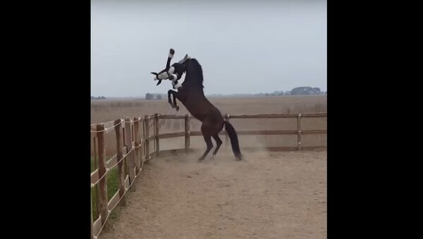 Horseplay with Seymour and Vuvu - Sputnik International