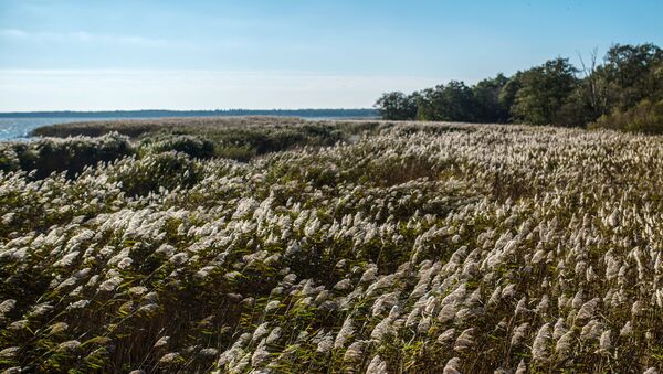 The common reed grass on the shore of the Curonian Lagoon in Curonian Spit National Park. - Sputnik International
