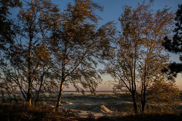 Trees in the Curonian Spit National Park. - Sputnik International
