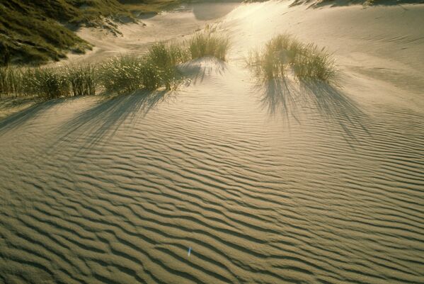 Sand dunes of the Curonian Spit are among the highest in Europe. - Sputnik International