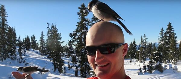 Whiskey Jacks - The Bird Whisperer - Sputnik International