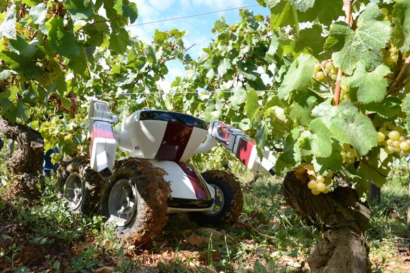 Some mechanical helpers were designed to ease wine industry work. A picture taken on September 13, 2012 near Chalon-sur-Saone shows the Wall-Ye V.I.N. robot being used in vineyards. The robot, brainchild of these two Burgundy-based inventors, Christophe Millot and Guy Julien, is one of the robots being developed around the world aimed at vineyards struggling to find the labor they need. - Sputnik International