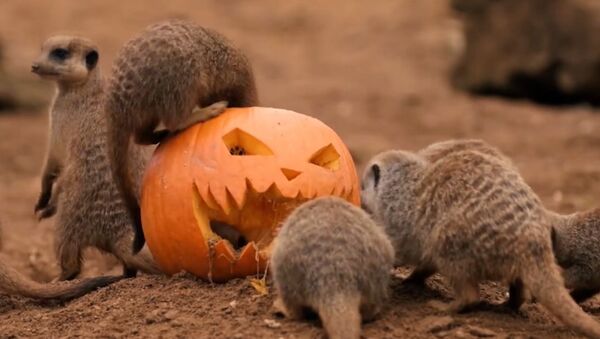 Animals Celebrate Halloween - Sputnik International