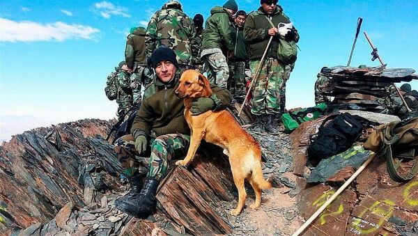 Army Sergeant amounted to a dog in Argentina - Sputnik International