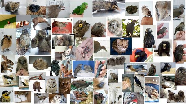 Rescued animals and treatments Jefferson milk in the last 12 months, showing the doctor said, the variety of species in Mogi, which justifies CETAS - Sputnik International