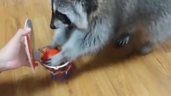 Pet raccoon slam dunks basketball in hoop - Sputnik International