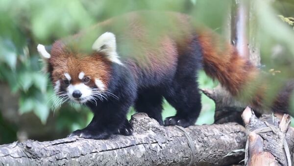 Red Panda Cubs Waveland & Sheffield on Exhibit at Lincoln Park Zoo - Sputnik International