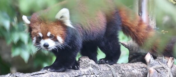 Red Panda Cubs Waveland & Sheffield on Exhibit at Lincoln Park Zoo Red Panda Cubs Waveland & Sheffield on Exhibit at Lincoln Park Zoo - Sputnik International