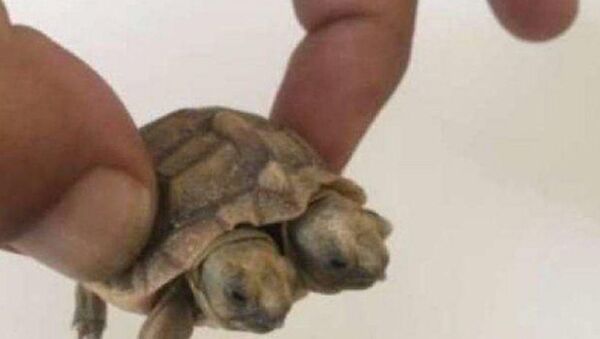 Two-headed turtle born in Yazd - Sputnik International