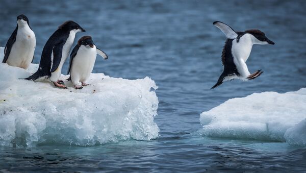 Пингвины Адели прыгают между льдинами - Sputnik International