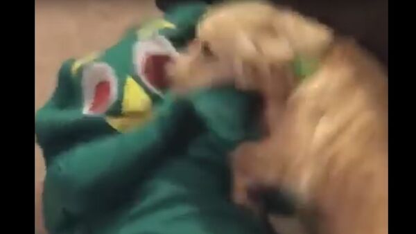 Guy dresses up as dog's favorite toy - Sputnik International