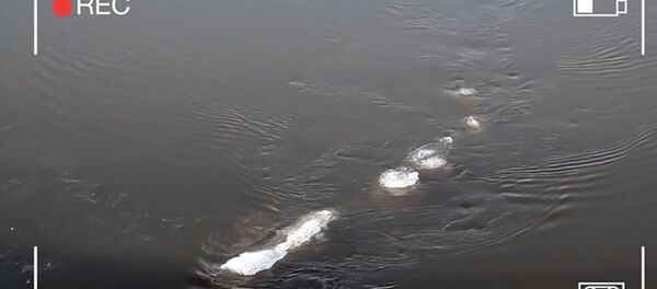 Has the Loch Ness Monster Moved to Alaska? - Sputnik International