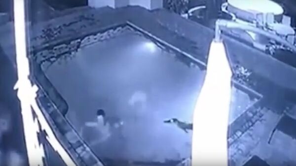 Crocodile in Swimming Pool Attack Couple - Sputnik International