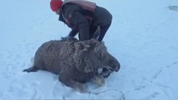 Russian fishermen save young moose that fell through ice - Sputnik International