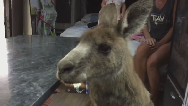 Kangaroo in a caravan! - Sputnik International