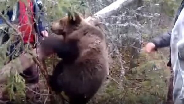 Bear Cub Rescued From A Trap By Hunters - Sputnik International