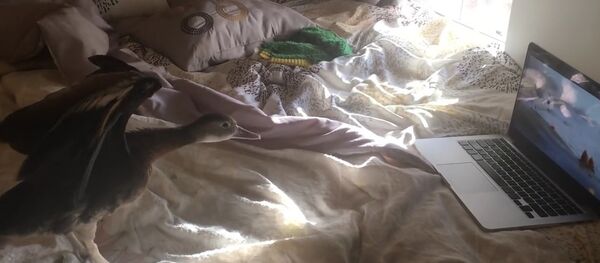 Duck copying bird from pixar video Piper Duck copying bird from pixar video Piper - Sputnik International