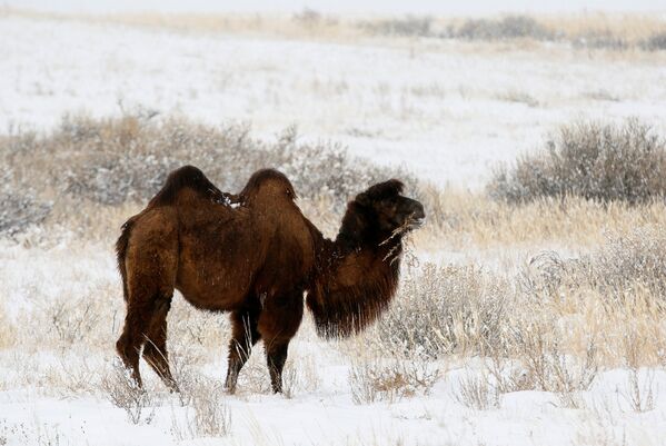 A camel grazes in the snow-covered steppe area near Kyzyl in the Republic of Tuva (Tyva Region) on November 4, 2016. - Sputnik International