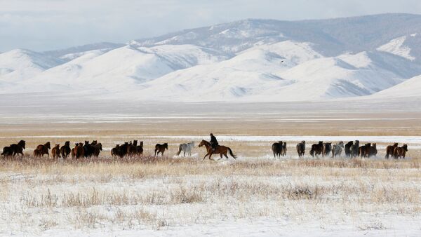 A herdsman guides horses in the steppe area near the town of Kyzyl in the Republic of Tuva (Tyva Region), Russia, on November 4, 2016. - Sputnik International