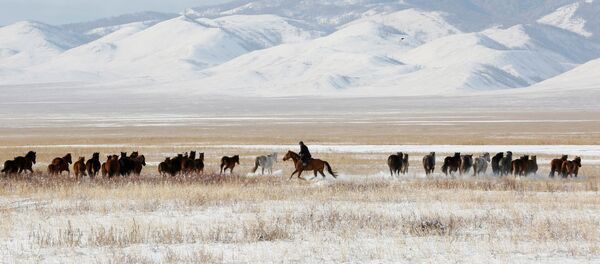 A herdsman guides horses in the steppe area near the town of Kyzyl in the Republic of Tuva (Tyva Region), Russia, on November 4, 2016. A herdsman guides horses in the steppe area near the town of Kyzyl in the Republic of Tuva (Tyva Region), Russia, on November 4, 2016. - Sputnik International