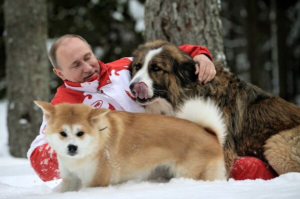 President Vladimir Putin and his dogs, Buffy the Bulgarian Shepherd and Yume the Akita Inu, walk in the Moscow Region. (File) - Sputnik International