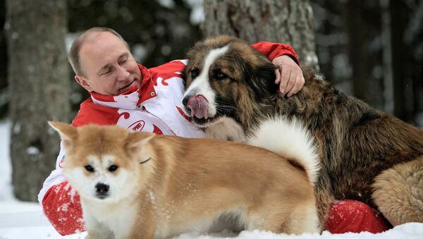 President Vladimir Putin and his dogs, Buffy the Bulgarian Shepherd and Yume the Akita Inu, walk in the Moscow Region. (File) - Sputnik International