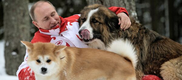 President Vladimir Putin and his dogs, Buffy the Bulgarian Shepherd and Yume the Akita Inu, walk in the Moscow Region. (File) President Vladimir Putin and his dogs, Buffy the Bulgarian Shepherd and Yume the Akita Inu, walk in the Moscow Region. (File) - Sputnik International